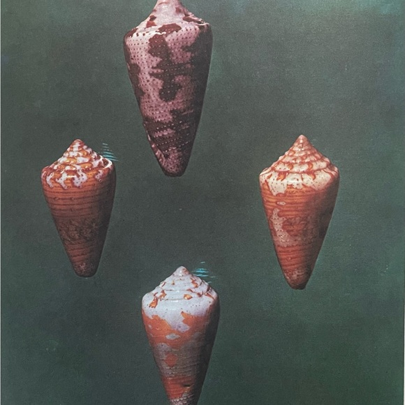 Shells Pleasures & Treasures First Edition Book with Slip Cover - Picture 12 of 13